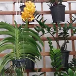 Hostel Pajucara