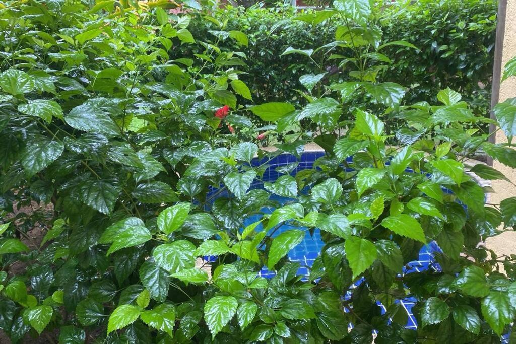Do Pratagy - Coqueiro D1 Apartamento